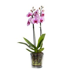 TREND FOR HOME Blumentopf Glas 13.5 cm Blumentopf Orchideen Orchideentopf Transparent Übertopf aus Glas Pflanztopf Übertopf aus Blumenkübel Blumenübertopf | 1000 ml | ⌀ 12.5 cm | Orchid
