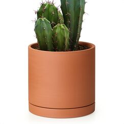 D'vine Dev Kleiner 15,2 cm großer Terrakotta-Blumentopf mit Ablaufloch und Untersetzer, runder Zylinder-Pflanztopf für Zimmerpflanzen, 40-X-A-3