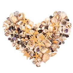 SKOOLOVE 450 Stück Kleine Muscheln und Mini Seesterne, Gemischte Natürliche Muscheln zum Basteln, Strandmalerei, Kerzenherstellung, Aquarien und Vasenfüllung (180g)