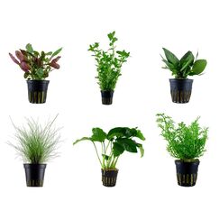 Tropica Einsteiger Set mit 6 einfachen Topf Pflanzen Aquariumpflanzenset Nr.3 Wasserpflanzen Aquarium Aquariumpflanzen