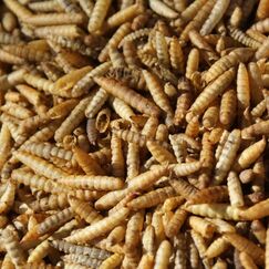 Oswalt Soldatenfliegenlarven Getrocknet 10kg - Black Soldier Fly - Energiereiches Futter f&uuml;r V&ouml;gel, Fische, Nager & Reptilien