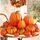 Benjia Kürbis Herbst Deko Dekoration Draussen, Gross Mini Orange Kürbisse Zierkürbisse Herbstdeko Herbstdekorationen Halloween (Orange, 16 Stück), Farbe: Orange-a