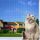 Tatamiyya Katzennetz Für Balkon, 4x3m Katzennetz Drahtverstärkt, Balkonnetz ist Robust Biss- Und Reissfest, UV- Und Witterungsbeständig, Zum Balkonen, ​Terrassen Und Fenstern(Schwarz), Größe: 2x3m, Farbe: Olivgrün