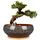 EPFamily Bonsai-Pflanztopf aus Keramik, glasiert, flach, Sukkulenten-Übertopf mit Ablaufloch und Untersetzer aus Bambus für Zimmerpflanzen, 20,3 cm, Braun