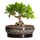 EPFamily Bonsai-Töpfe – 20,3 cm Keramiktöpfe für Pflanzen mit Ablaufloch und Untersetzer, runder Sukkulentententopf, Bonsai-Pflanzgefäße für drinnen und draußen, Flache Pflanzschale