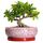 EPFamily Bonsai-Töpfe aus Keramik, 25,4 cm, mit Ablauflöchern und Untersetzern, Rot
