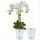 Santino 2er-Set Orchideentopf transparent mit selbstbewässerndem Dochtsystem - D 15 cm - Transparent - 2 L