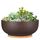 Thirtypot 25CM Terracotta Planter, Large Succulent Bonsai Planter Pot with Drainage Hole and Bamboo Saucer for Indoor Plants, Brown