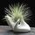 Dahey Zondam Air Plant Pot Keramik Tillandsia-Halter Hand White