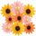 SUNBEAUTY 9 Stück Sonnenblumen Papierfächer Rosa Party Dekoration Seidenpapier Fächer Orange Hängende Girlande für Geburtstag Hochzeit Tischdeko Abschluss Party Deko