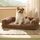BEDSURE orthopädisches Hundebett für mittelgroße Hunde - 76x51x16.5cm wasserdichtes Hundesofa mit Memory-Schaum & Eierkarton-Schaum, waschbarer und Abnehmbarer Cordbezug Hundecouch, Kamelbraun