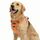 Funfox Hundegeschirr Mittelgroße Hunde [L] - Verstellbares Anti-Zug Brustgeschirr mit Griff & Reflektorstreifen, Atmungsaktives No Pull Hundegeschirr für Grosse/Kleine Hunde Outdoor Orange