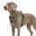 Funfox Hundegeschirr Kleine Hunde [XL] - Anti Zug Welpengeschirr mit Griff & Ringreflektoren, Atmungsaktives Verstellbares No Pull Brustgeschirr für Kleine Mittelgroße Hunde Outdoor Kampfuniformgrün