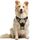 rabbitgoo Hundegeschirr Mittelgroße Hunde, Anti Zug Geschirr mit Kontrolle, No Pull Verstellbar Hundegeschirr Grosse Hunde, Atmungsaktiv Reflexstreifen Brustgeschirr Sichere Führung Kaki M