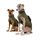 ZAUBERPFOTE® Hunderegenmantel London I Mit extra langem YKK® Reißverschluss für Halsband & Geschirr I Für kleine, mittlere & große Hunde I Wasserdicht & Maschinenwaschbar I Regenmantel für Hunde (45)