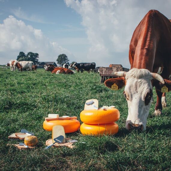 Boska Käsehobel Delfter Blau/spielerische Ausstrahlung/Keramik/Edelstahl/Delfter Blau