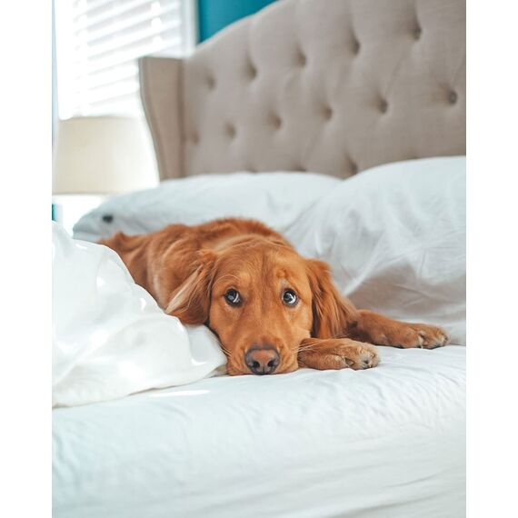 SOULFUL Kissenbezug 40x80 Baumwolle Salbei Grün, Kissenbezüge 2 Teilig mit Reißverschluss, Ähnliche Textur wie Stone Washed Leinen, ÖkoTex Zertifiziert, Weich und Bequem