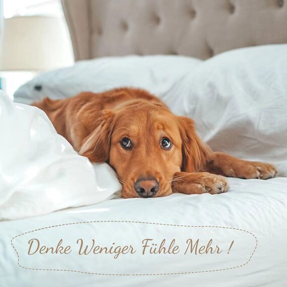 SOULFUL Bettwäsche 155x220 Baumwolle 2 Teilig, Bettwäsche-Sets Dunkelgrau2 mit Reißverschluss, Ähnliche Textur wie "Stone Washed" Leinen, Enthält 1 Bettbezug 155x220 und 1 Kissenbezug 80x80