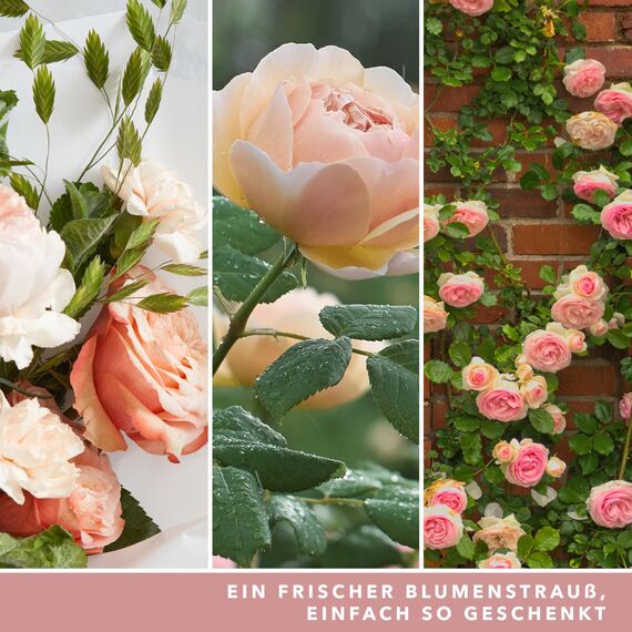 Yankee Candle Duftkerze im Glas (groß) | Fresh Cut Roses | Kerze mit langer Brenndauer bis zu 150 Stunden | Perfekte Geschenke für Frauen