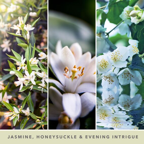 Yankee Candle Duftkerze im Glas (groß) | Midnight Jasmine | Kerze mit langer Brenndauer bis zu 150 Stunden | Perfekte Geschenke für Frauen