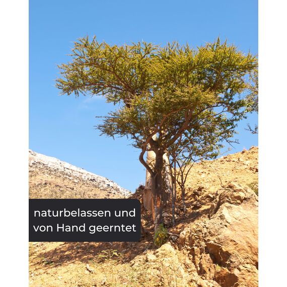 Weihrauch Oman 250g - Baumharz zum Räuchern Weihrauch zum Räuchern & Ausräuchern negativer Energie Hochwertiges Räucherwerk, Harz & Frankincense Perfekt für Hausreinigung