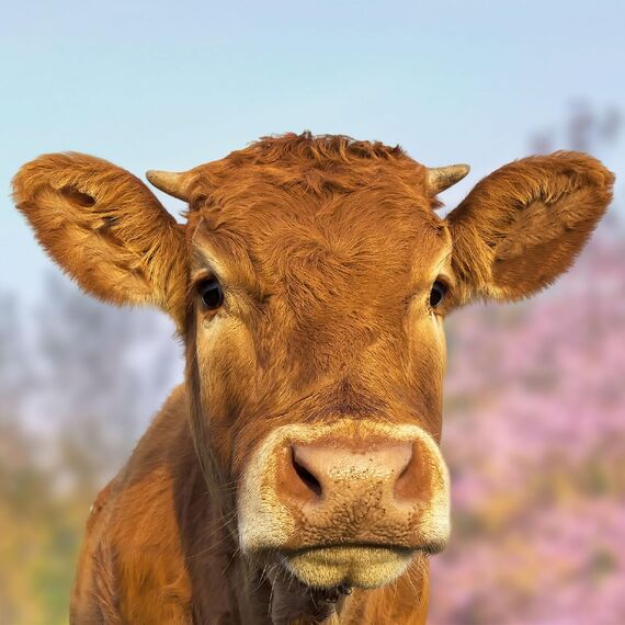 younikat Fensterbild Kuh I braun I beidseitig bunt I 34,5 x 27,9 cm I statisch haftend I selbstklebend wiederverwendbar I UV-beständig I Vogelschutz für Fensterscheibe I dv1315