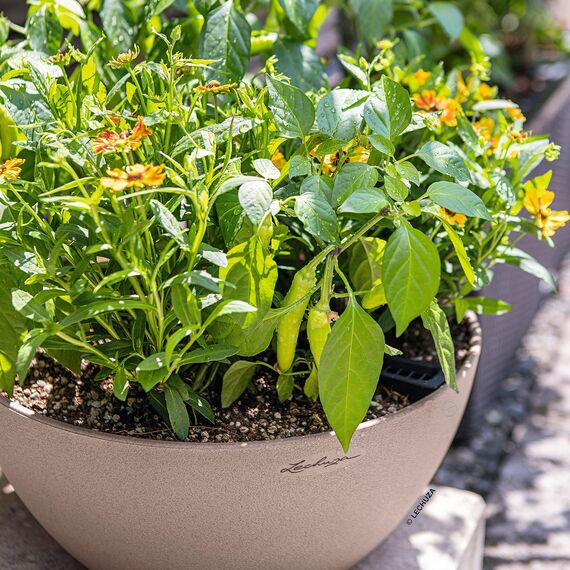 Lechuza CUBETO Color 40 Komplettset sandbeige