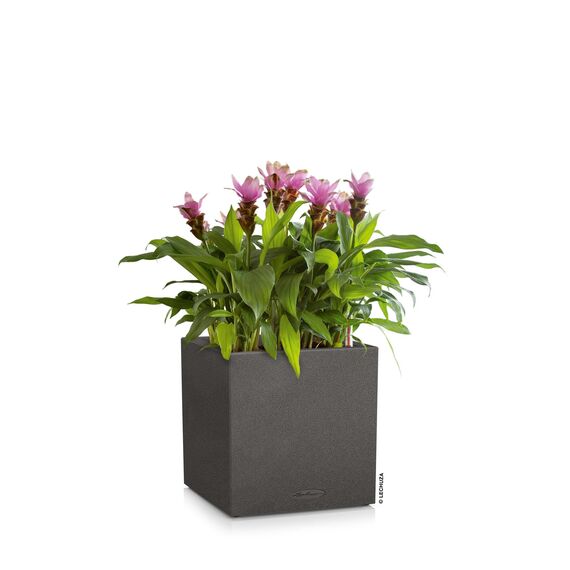 Lechuza Canto Color (30x30x30cm) Komplettset graphitschwarz