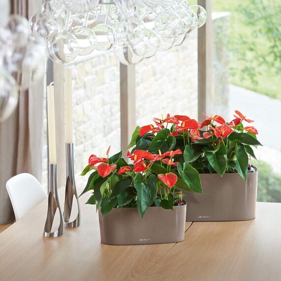 Lechuza Delta 10 anthrazit metallic 15467 (Packung mit 2)