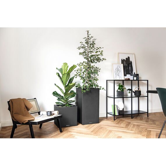 Lechuza Canto Color (30x30x30cm) Komplettset graphitschwarz