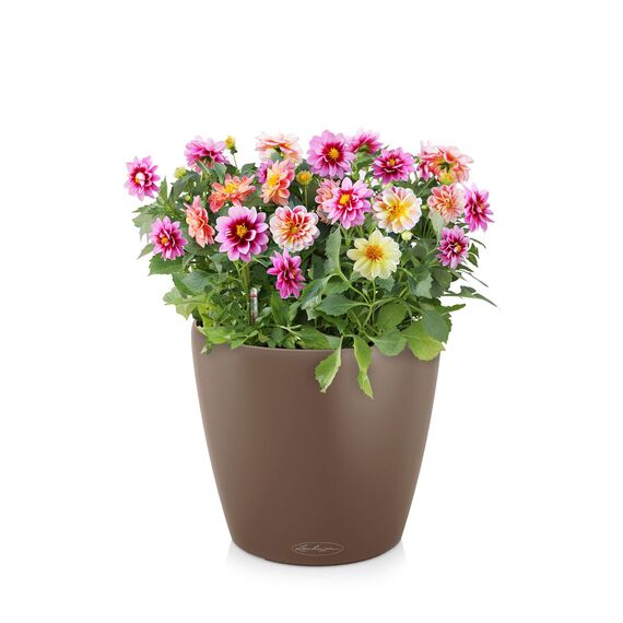 Lechuza 13203 Planter, Muskat, 28.5 x 28.5 x 26 cm