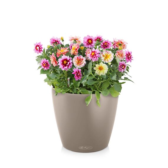 LECHUZA CLASSICO Color 18 sandbraun 13264, 19x19x17 cm