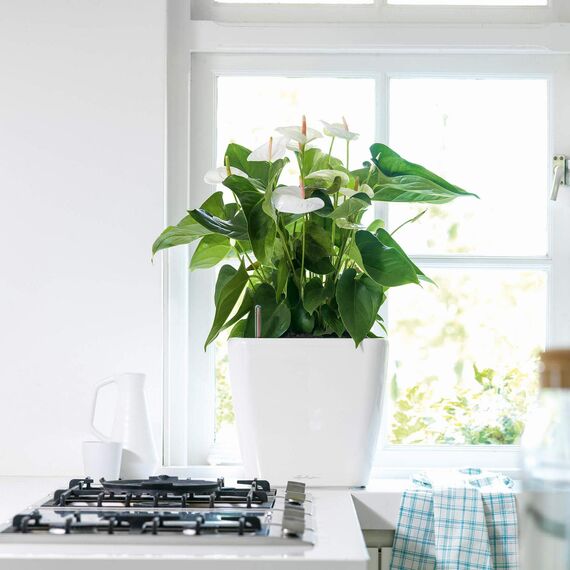 Lechuza Quadro Premium 35 LS - Komplettset Weiß