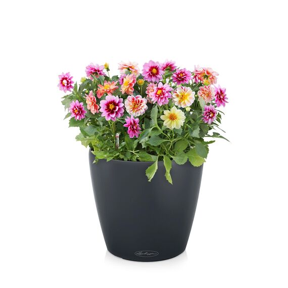 LECHUZA CLASSICO Color 21 schiefergrau 13184, 22x22x20 cm