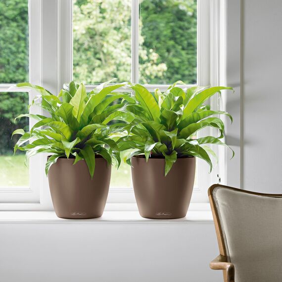 LECHUZA CLASSICO Color 35 muskat 13223