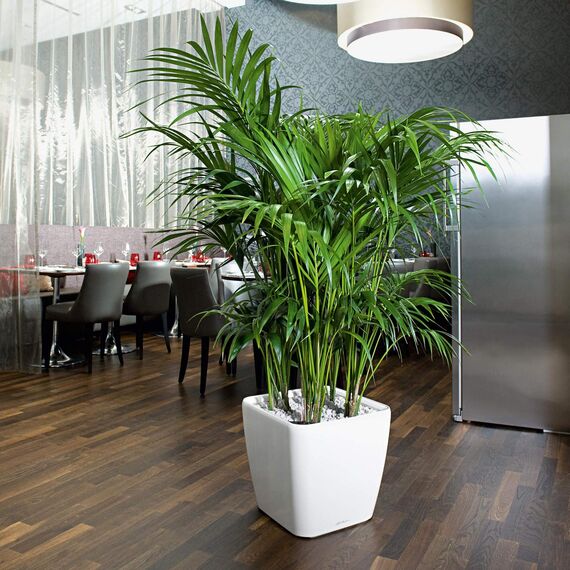 LECHUZA QUADRO Premium LS 43 scarlet rot hochglanz 16187