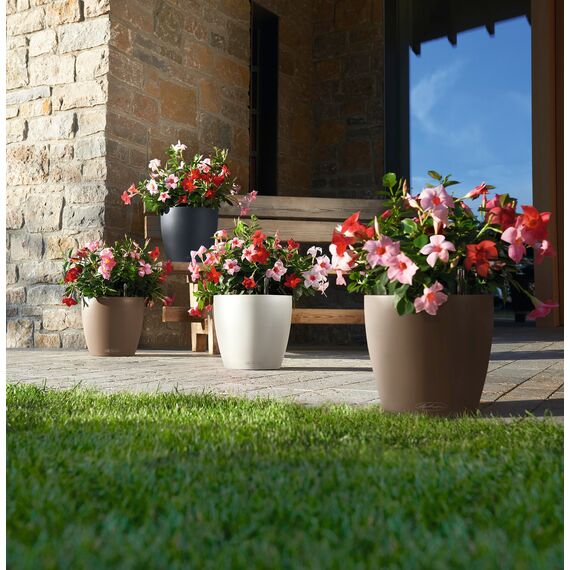 LECHUZA CLASSICO Color 35 muskat 13223