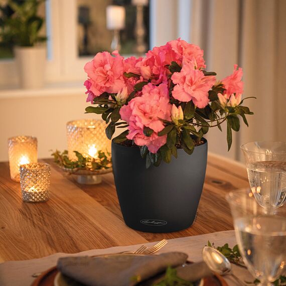 LECHUZA CLASSICO Color 18 schiefergrau 13263