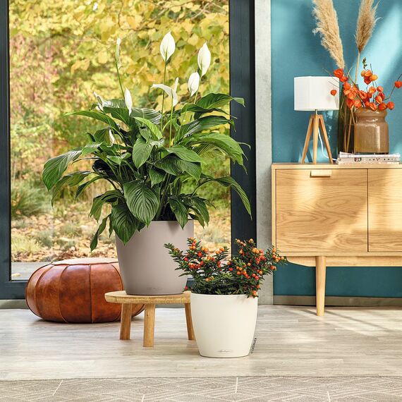 LECHUZA CLASSICO Color 28 sandbraun 13193