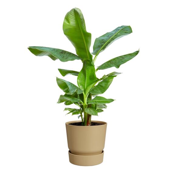 elho Greenville Rund 20 - Blumentopf für Innen und Außen - Selbstbewässerungstopf - 100% recyceltes Plastik - Ø 19.5 x H 18.4 cm - Beige/Goldener Sand