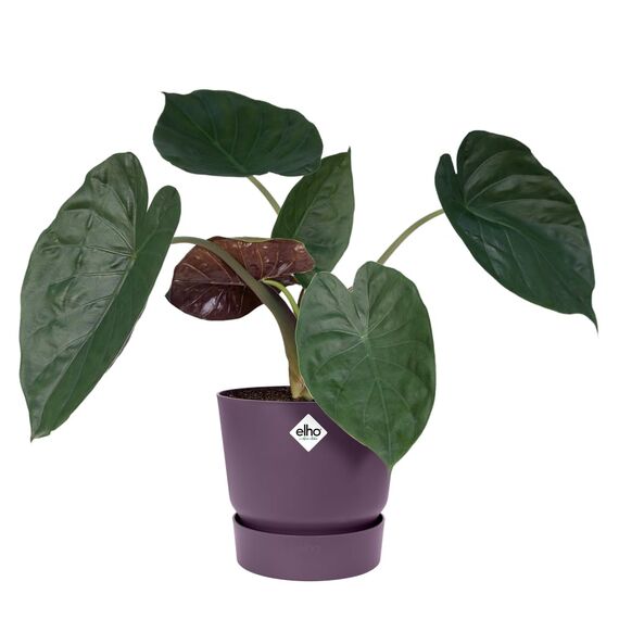 elho Greenville Rund 18 - Blumentopf für Innen und Außen - Selbstbewässerungstopf - 100% recyceltes Plastik - Ø 18.3 x H 17.4 cm - Lila/Vintage Pflaume