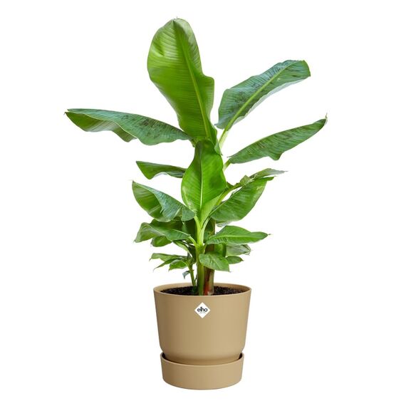 elho Greenville Rund 30 - Blumentopf für Innen und Außen - Selbstbewässerungstopf - 100% recyceltes Plastik - Ø 29.5 x H 27.8 cm - Beige/Goldener Sand