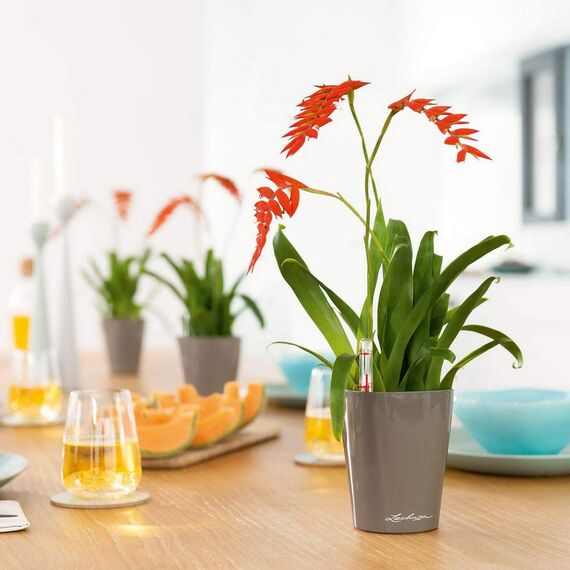 Lechuza Deltini - Komplettset Taupe