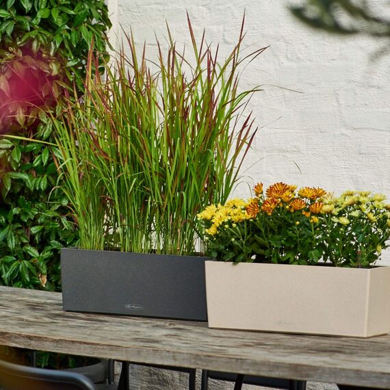 Lechuza BALCONERA Stone 50 graphitschwarz 15652 (Packung mit 3)