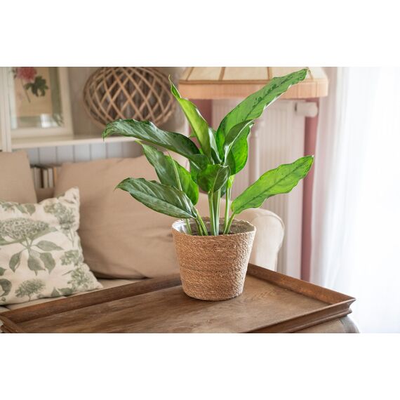 Decorasian Pflanzkorb – Übertopf geflochten – dekorativer Seegras Blumentopf mit Folieneinsatz im Boho Stil, 3 Stück 22cm