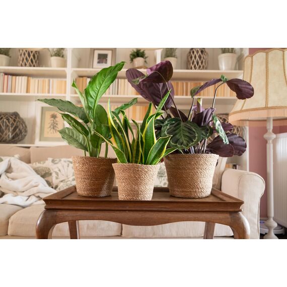 Decorasian Pflanzkorb – Übertopf geflochten – dekorativer Seegras Blumentopf mit Folieneinsatz im Boho Stil, 3 Stück 25cm