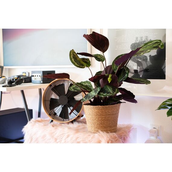 Decorasian Pflanzkorb – Übertopf geflochten – dekorativer Seegras Blumentopf mit Folieneinsatz im Boho Stil, 3 Stück 25cm