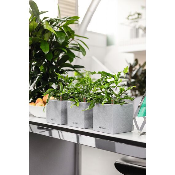 Lechuza Canto Stone 14 hochwertiger Kräuterwürfel mit Stick-Bewässerungssystem, steingrau (Packung mit 2)