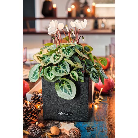 Lechuza Canto Stone 14 hochwertiger Kräuterwürfel mit Stick-Bewässerungssystem, graphitschwarz (Packung mit 2)