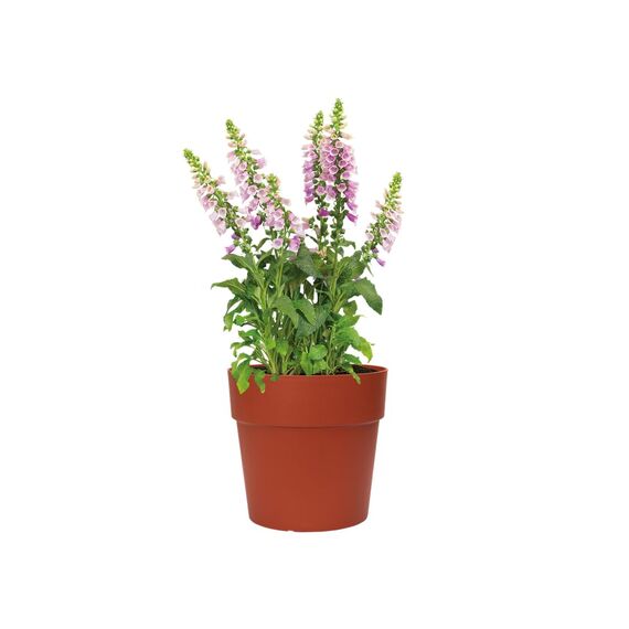 Elho Vibia Straight Rund 30 - Blumentopf - Brique - Draußen - Ø 30 x H 27.7 cm